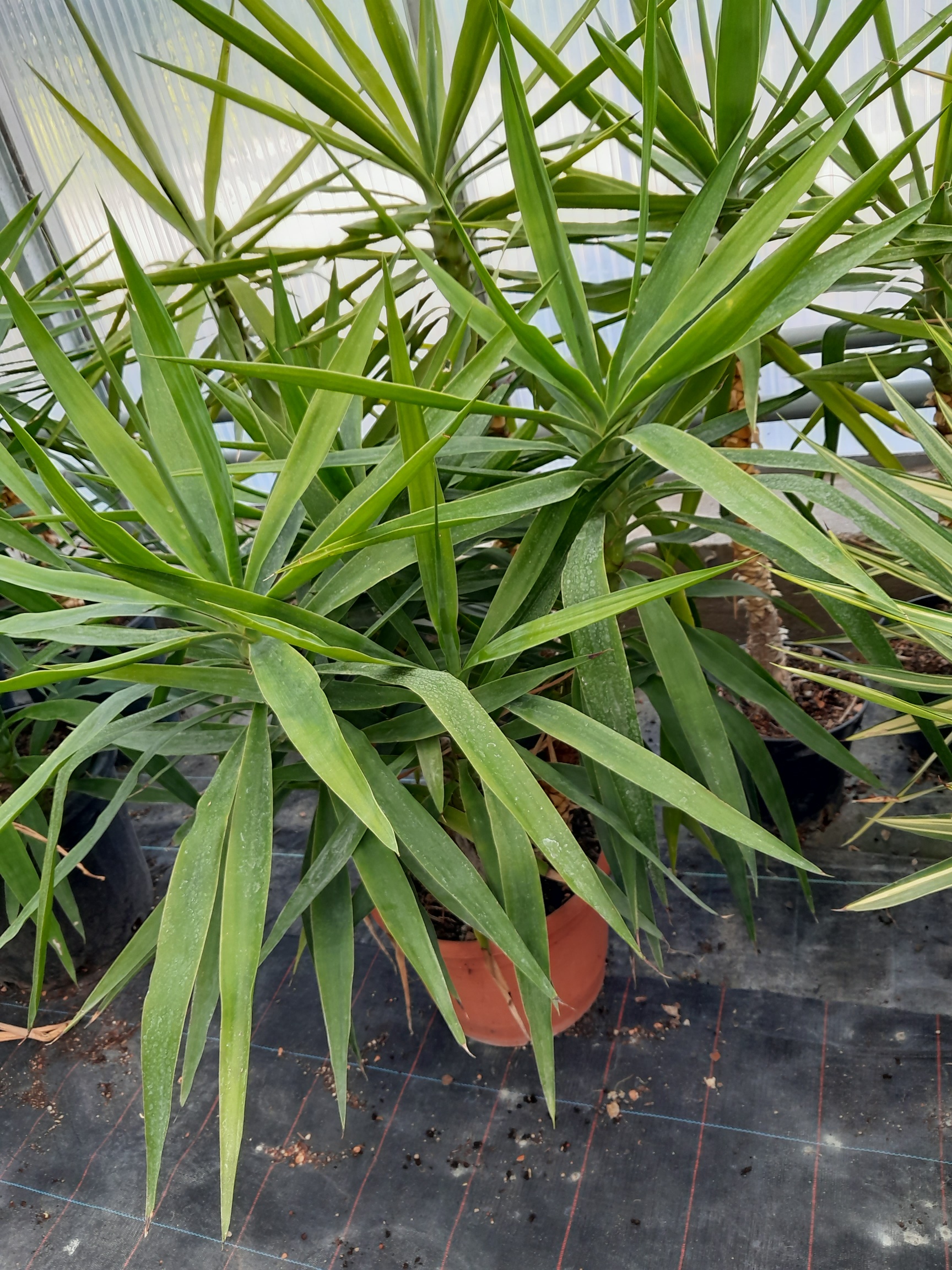 Yucca elephantipes mehrstämmig 100/120cm - BIO